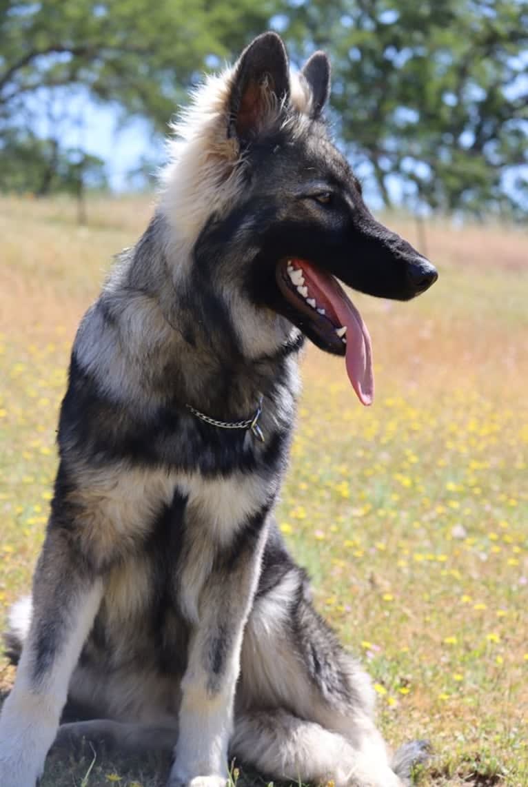 XENA, a White Shepherd tested with EmbarkVet.com