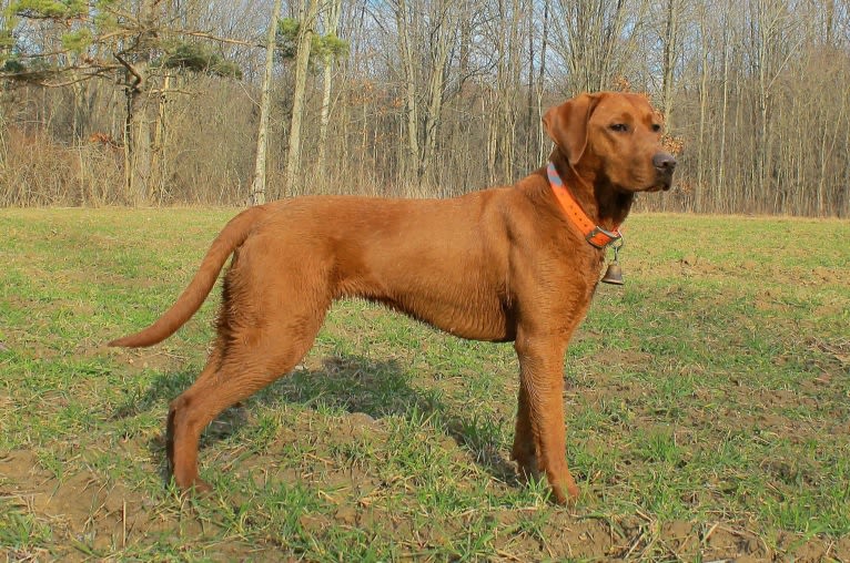 Aries, a Labrador Retriever tested with EmbarkVet.com