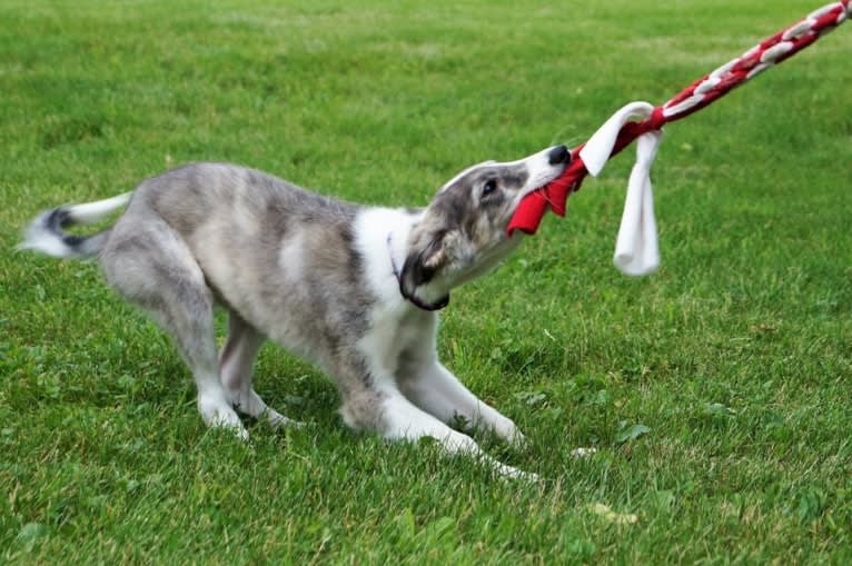 Twig, a Silken Windhound tested with EmbarkVet.com