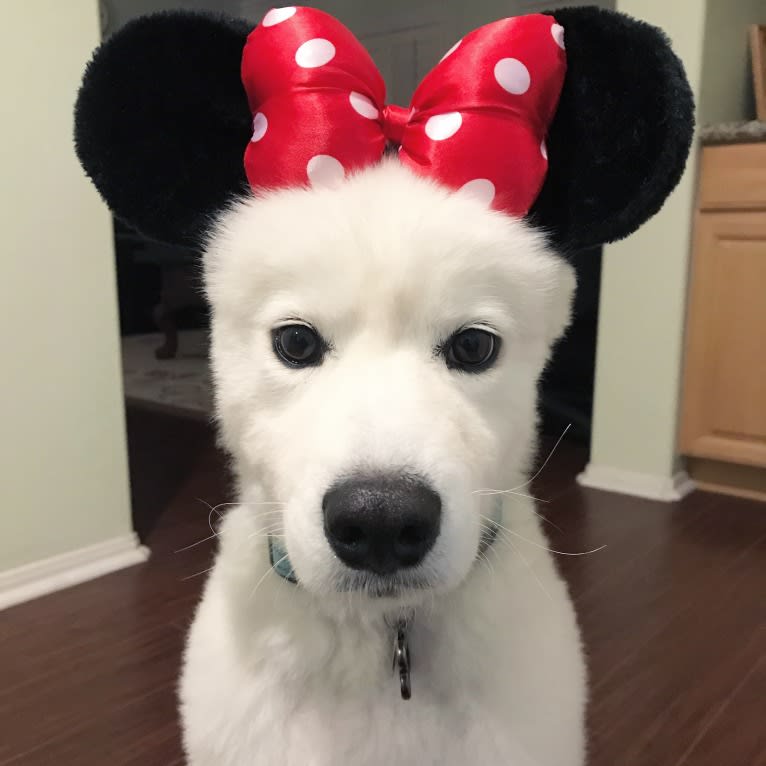 Kupa, a Samoyed tested with EmbarkVet.com