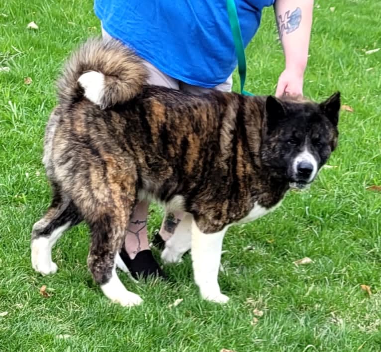 Bruno, an Akita tested with EmbarkVet.com