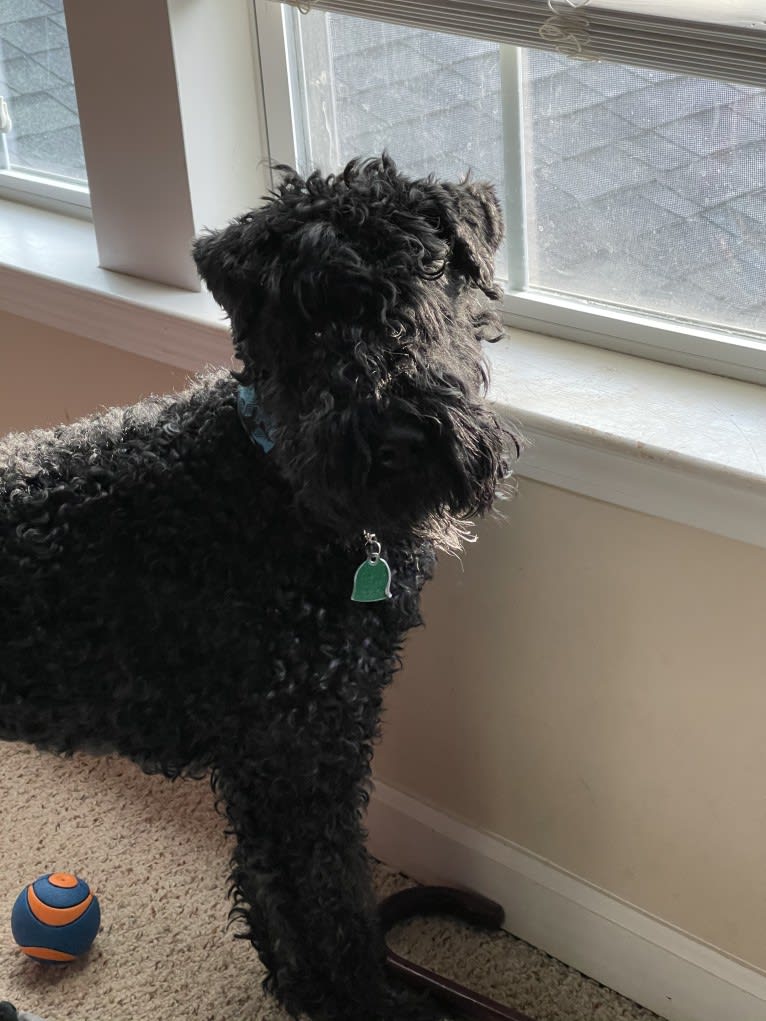 Blu Carter, a Kerry Blue Terrier tested with EmbarkVet.com