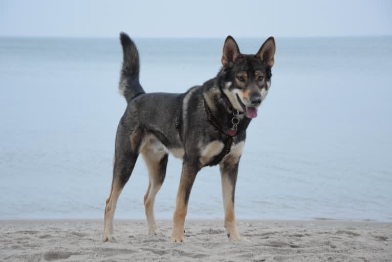 Jorah, a Siberian Husky and German Shepherd Dog mix tested with EmbarkVet.com