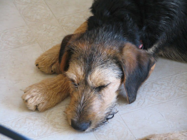 Sunny, an Airedale Terrier and Bluetick Coonhound mix tested with EmbarkVet.com