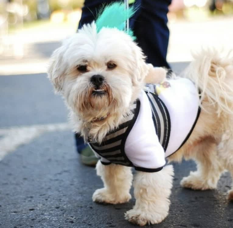 Ziggy Stardust, a Lhasa Apso and Shih Tzu mix tested with EmbarkVet.com