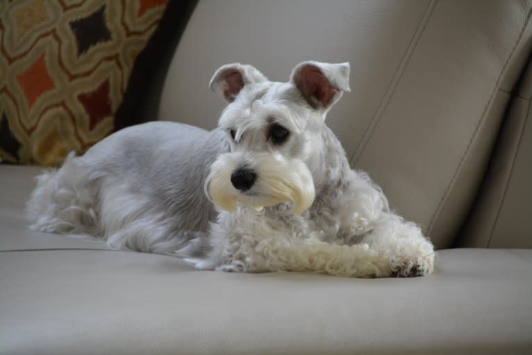 SPARTA, a Miniature Schnauzer tested with EmbarkVet.com