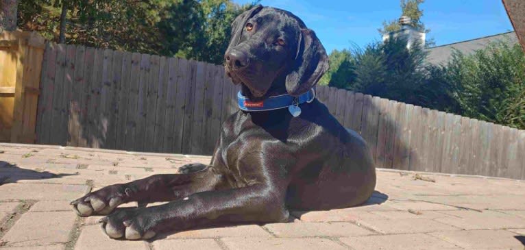 Kylo, an American Pit Bull Terrier and Treeing Walker Coonhound mix tested with EmbarkVet.com