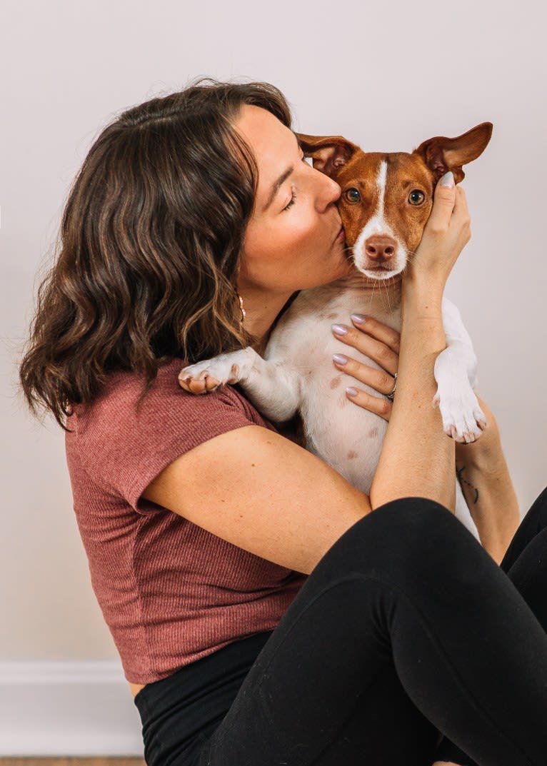 Wally, a Russell-type Terrier tested with EmbarkVet.com