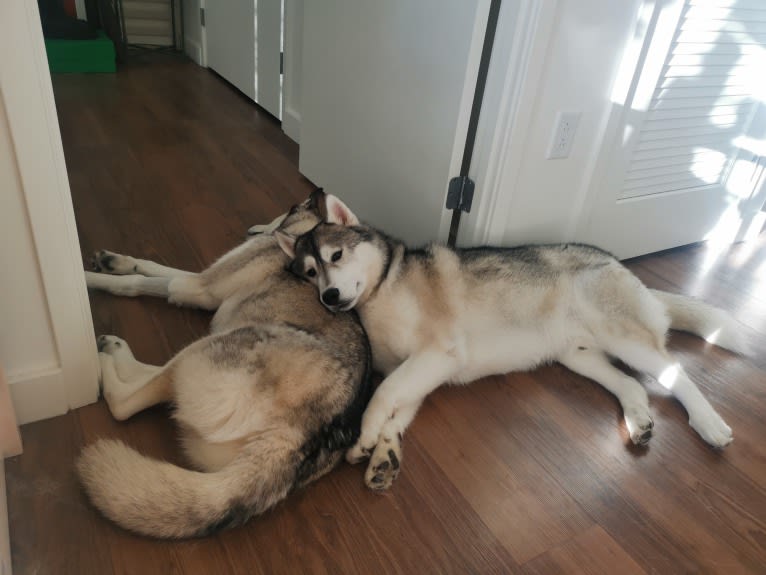 Timber, a Siberian Husky tested with EmbarkVet.com