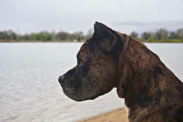 Thoryn, an American Bulldog and Cane Corso mix tested with EmbarkVet.com