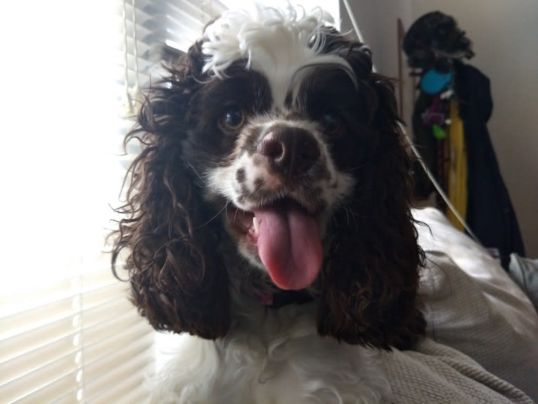 Piper, a Cocker Spaniel tested with EmbarkVet.com