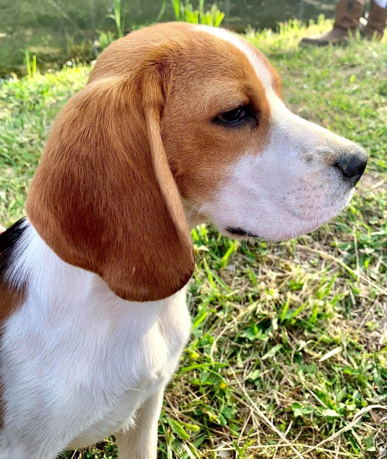 Sassy Claire, a Beagle tested with EmbarkVet.com
