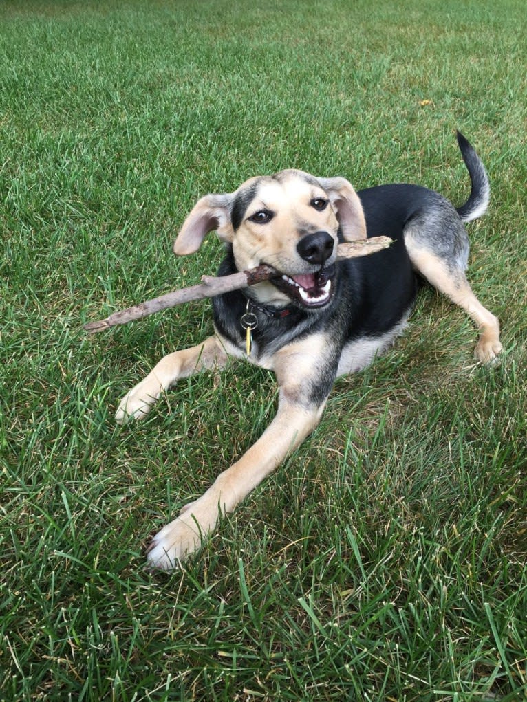 Dolly, an Australian Cattle Dog and Cocker Spaniel mix tested with EmbarkVet.com