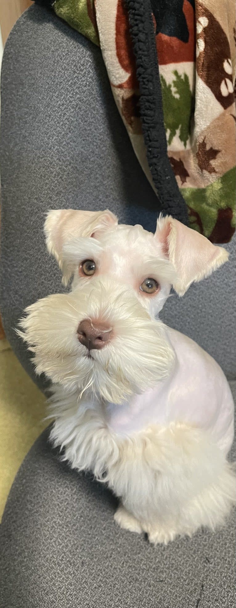 Piotr, a Miniature Schnauzer tested with EmbarkVet.com