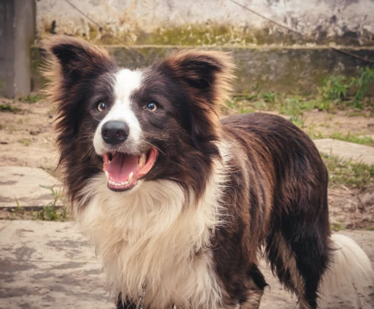 Koda, a Border Collie tested with EmbarkVet.com