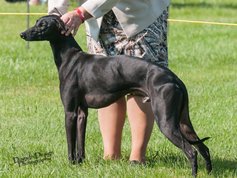Woodford, a Whippet tested with EmbarkVet.com