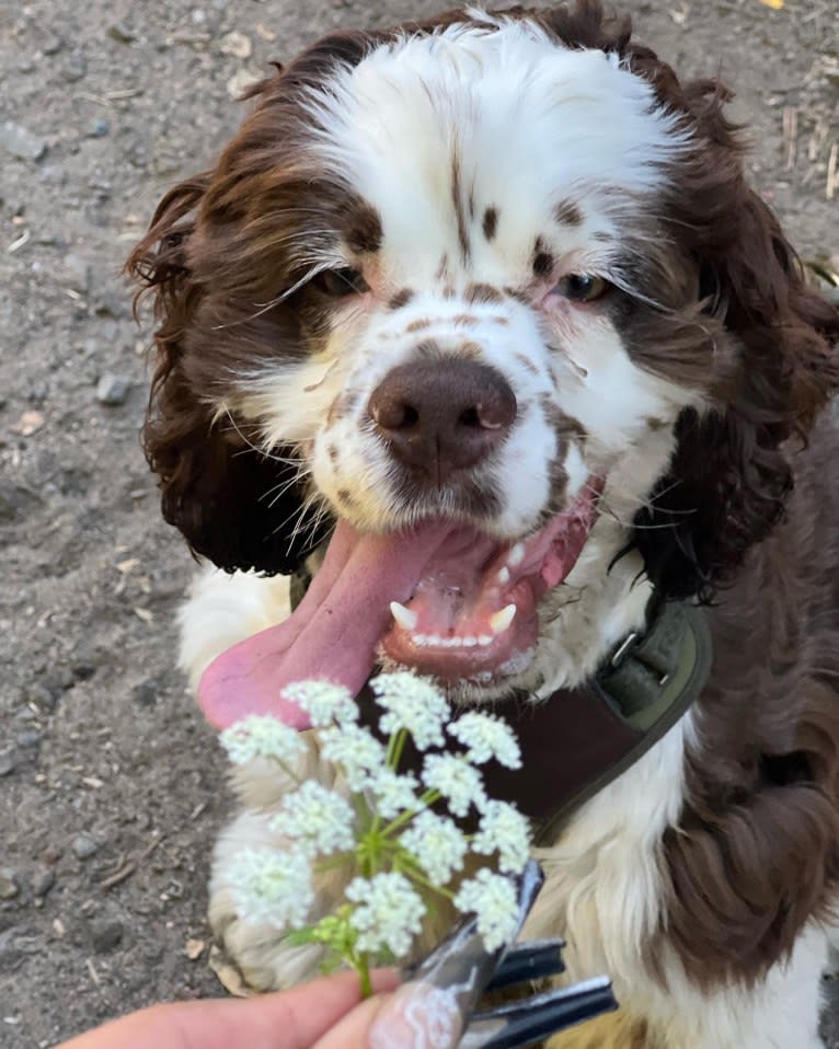 Stanley, a Cocker Spaniel tested with EmbarkVet.com