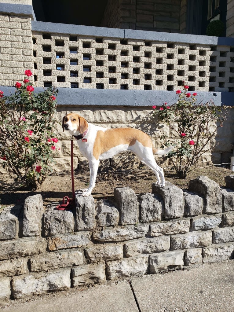 Mollie, a Treeing Walker Coonhound and Beagle mix tested with EmbarkVet.com