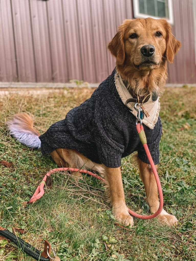 Marley, a Golden Retriever tested with EmbarkVet.com