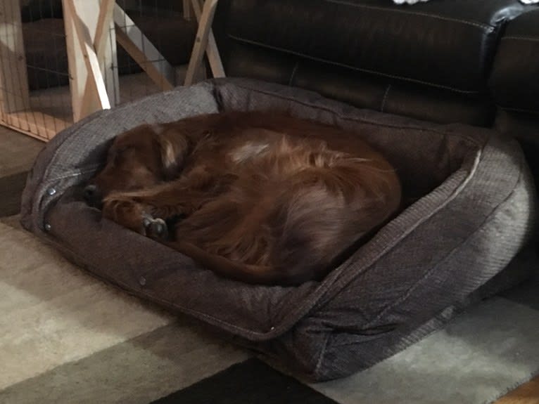 Emmet, an Irish Setter tested with EmbarkVet.com