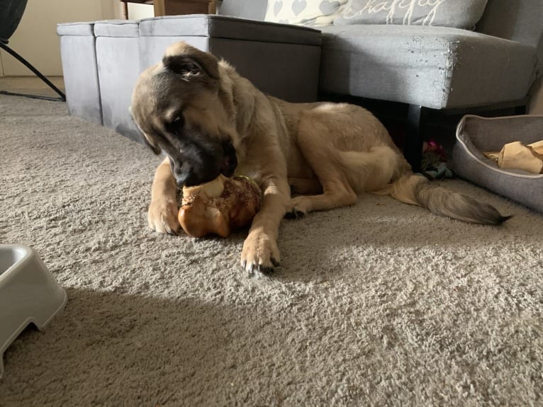 Valerie, an American Bulldog and Chinese Shar-Pei mix tested with EmbarkVet.com