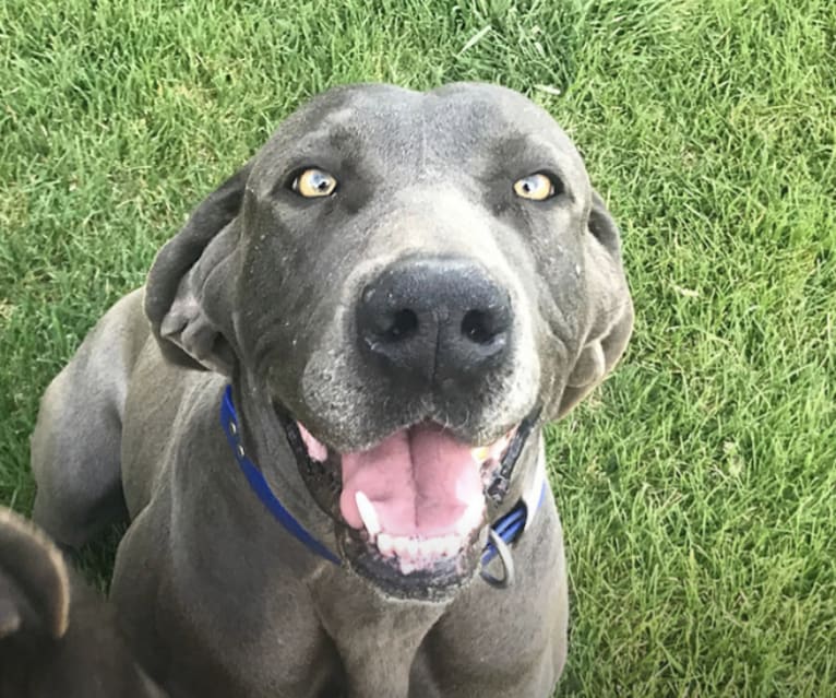 Eclipse, a Great Dane and Weimaraner mix tested with EmbarkVet.com