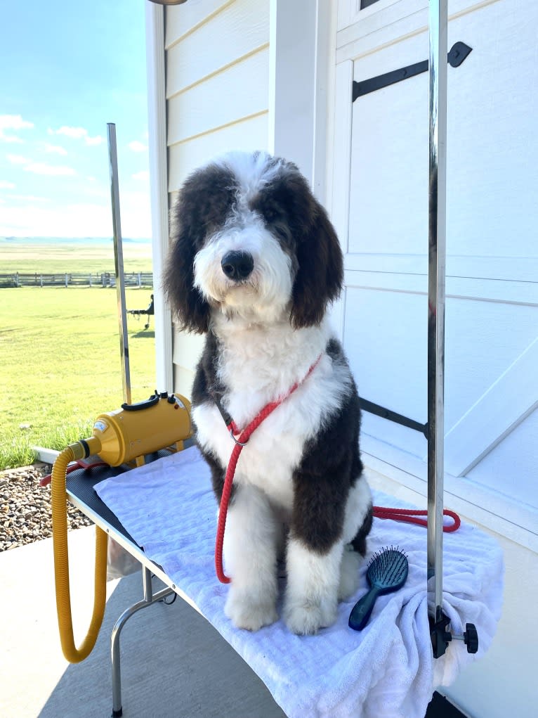 Hattie, a Sheepadoodle tested with EmbarkVet.com