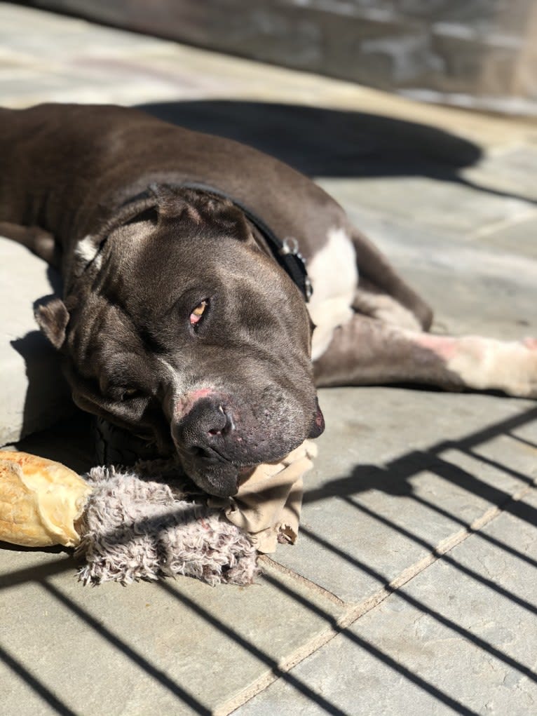 Otis, an American Pit Bull Terrier and Neapolitan Mastiff mix tested with EmbarkVet.com