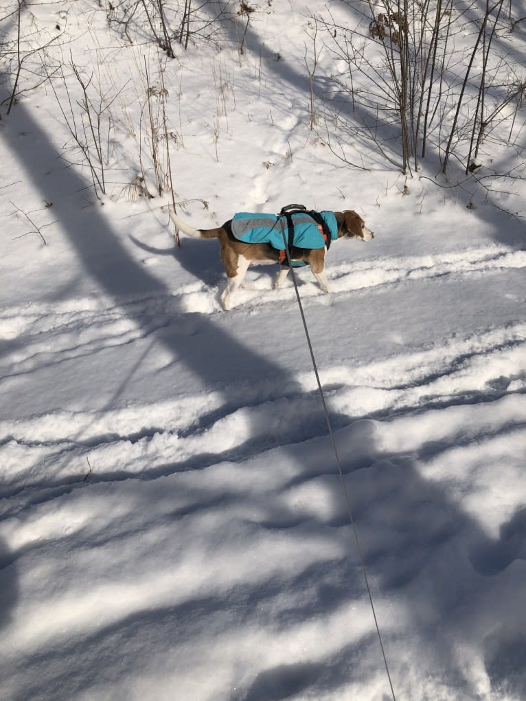 Celia, an American Foxhound tested with EmbarkVet.com