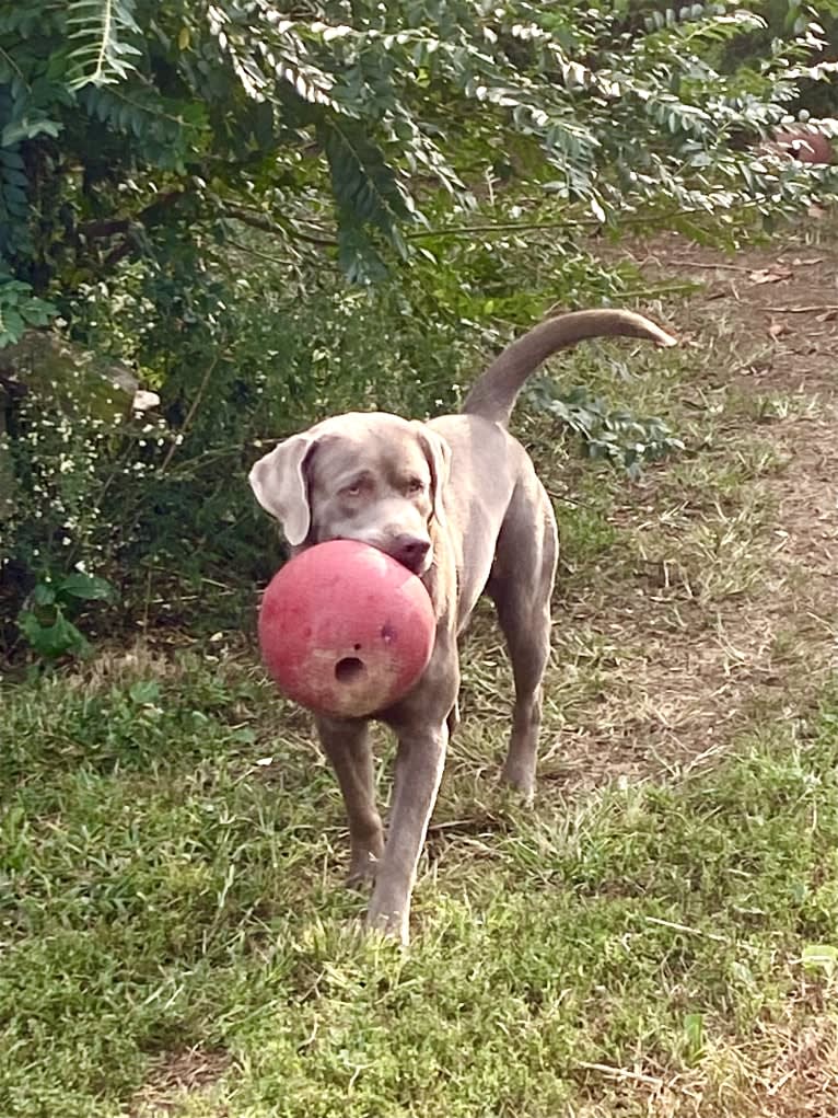 Uncanny Silver Havok, a Labrador Retriever tested with EmbarkVet.com