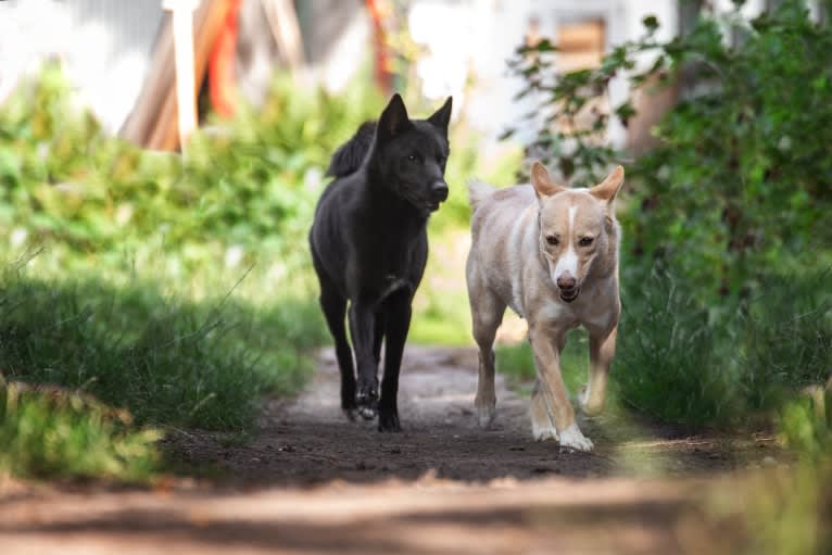 Abbie, a Canaan Dog tested with EmbarkVet.com