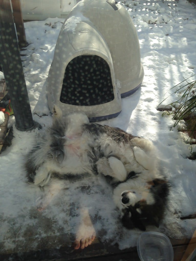 Nuvik, a Siberian Husky and Samoyed mix tested with EmbarkVet.com