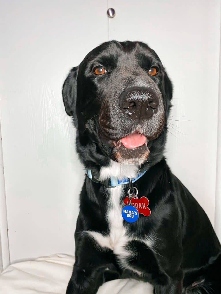 Kodak, an Australian Cattle Dog and Chow Chow mix tested with EmbarkVet.com