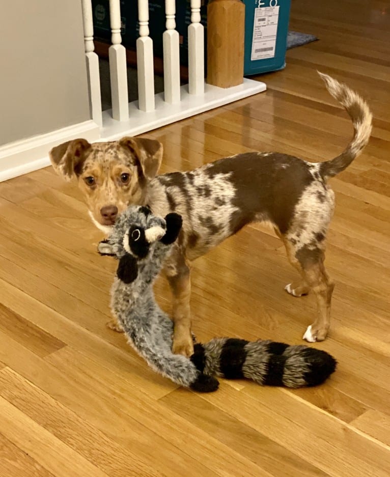 Mokie, a Dachshund and Russell-type Terrier mix tested with EmbarkVet.com