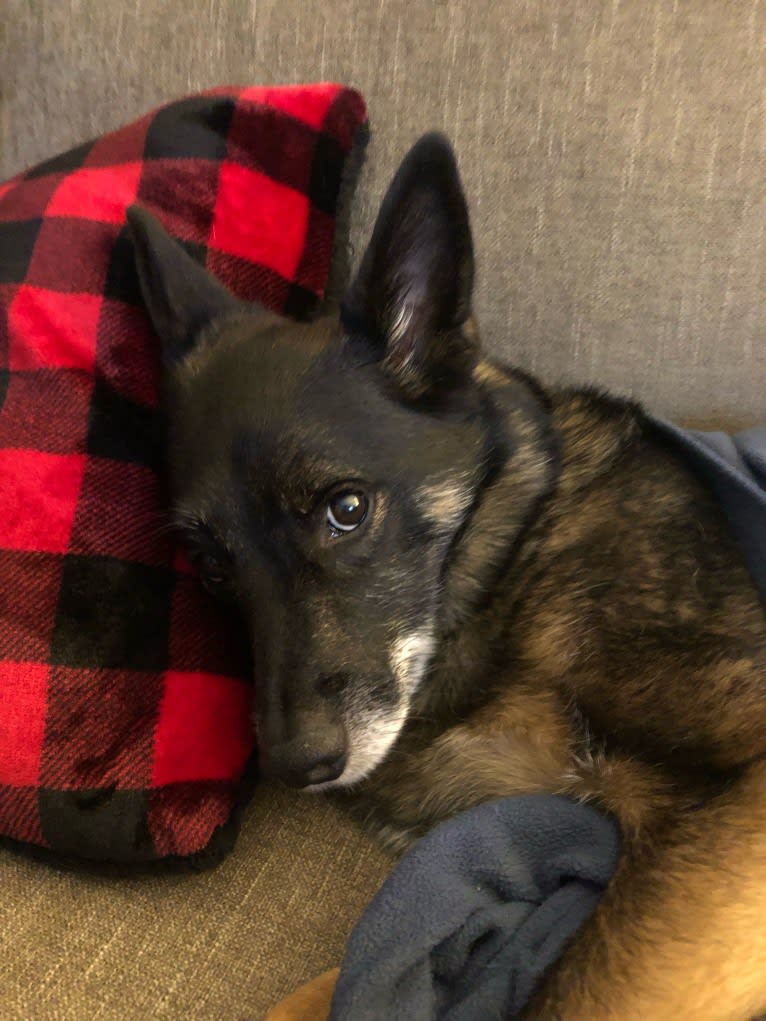 Brutus, a Norwegian Elkhound and Australian Cattle Dog mix tested with EmbarkVet.com