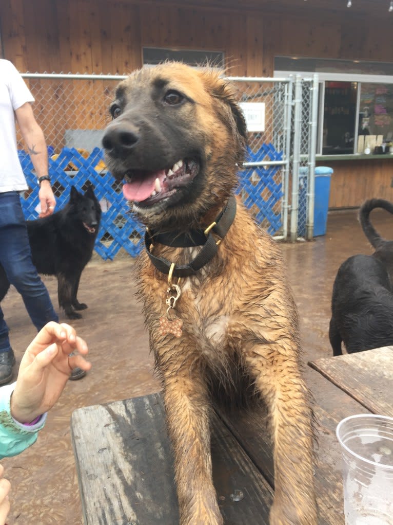 Bodhi, a German Shepherd Dog and Boxer mix tested with EmbarkVet.com