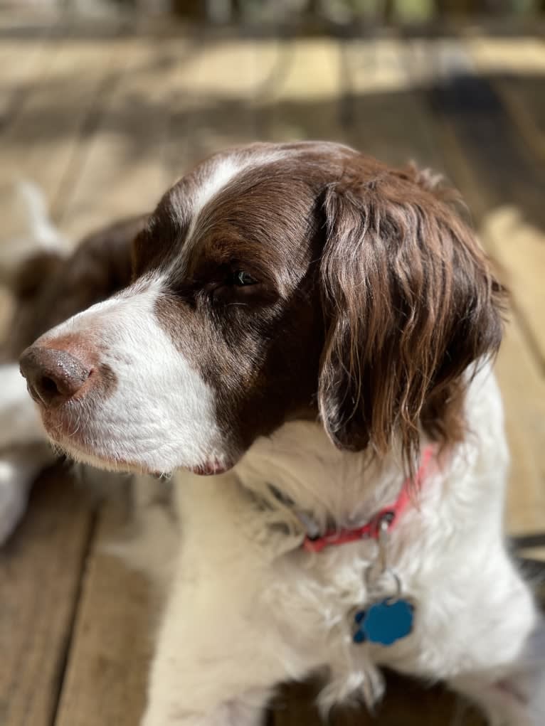 Charlie, a Brittany tested with EmbarkVet.com