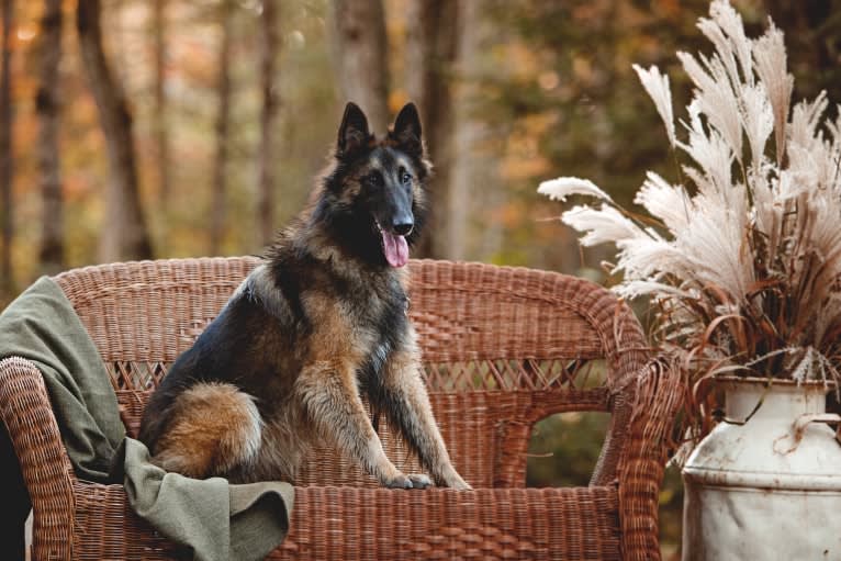 Bali, a Belgian Shepherd tested with EmbarkVet.com