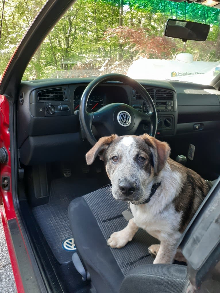 Nash, an Australian Shepherd and Labrador Retriever mix tested with EmbarkVet.com