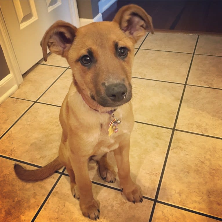 Olive, an Australian Cattle Dog and Boxer mix tested with EmbarkVet.com