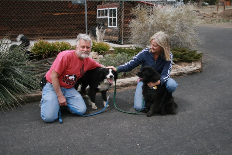 Larry, an English Shepherd and Australian Cattle Dog mix tested with EmbarkVet.com