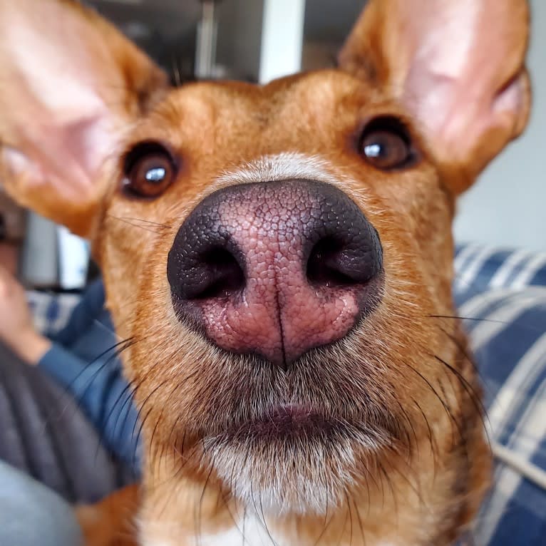 Spaghetti, a Western European Village Dog tested with EmbarkVet.com