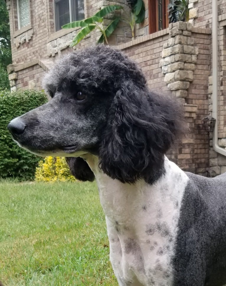 Chyna, a Poodle (Standard) tested with EmbarkVet.com