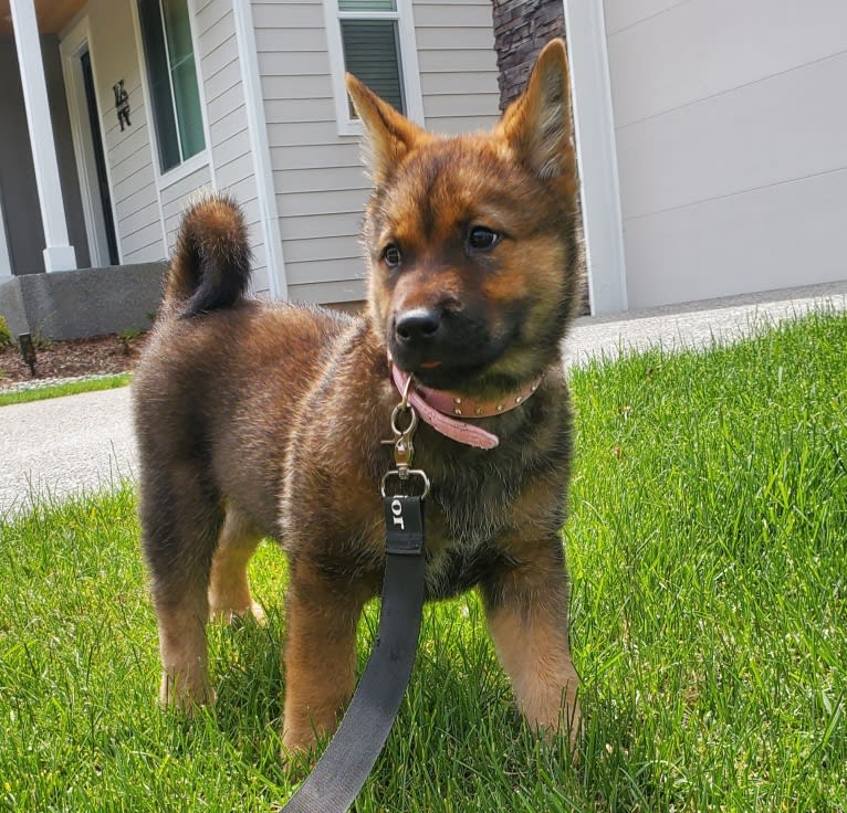 SuMi, a Jindo tested with EmbarkVet.com