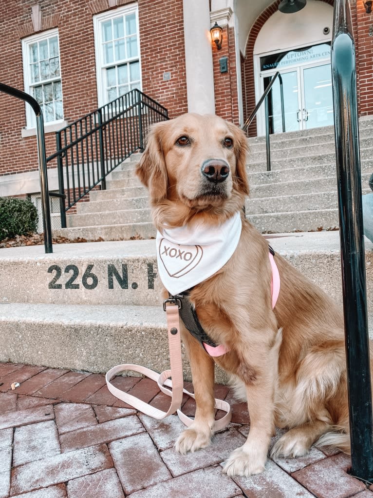 Marley, a Golden Retriever tested with EmbarkVet.com