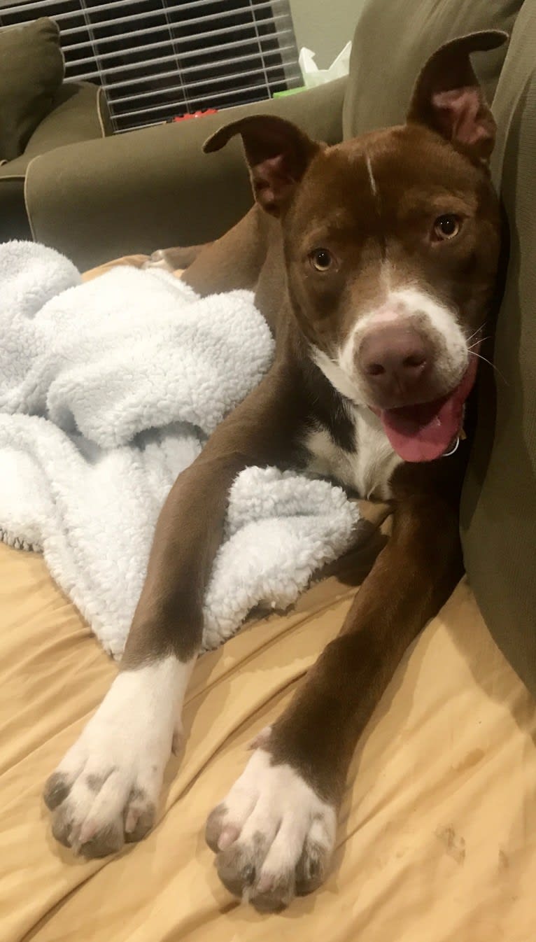 Malamute pitbull mix store
