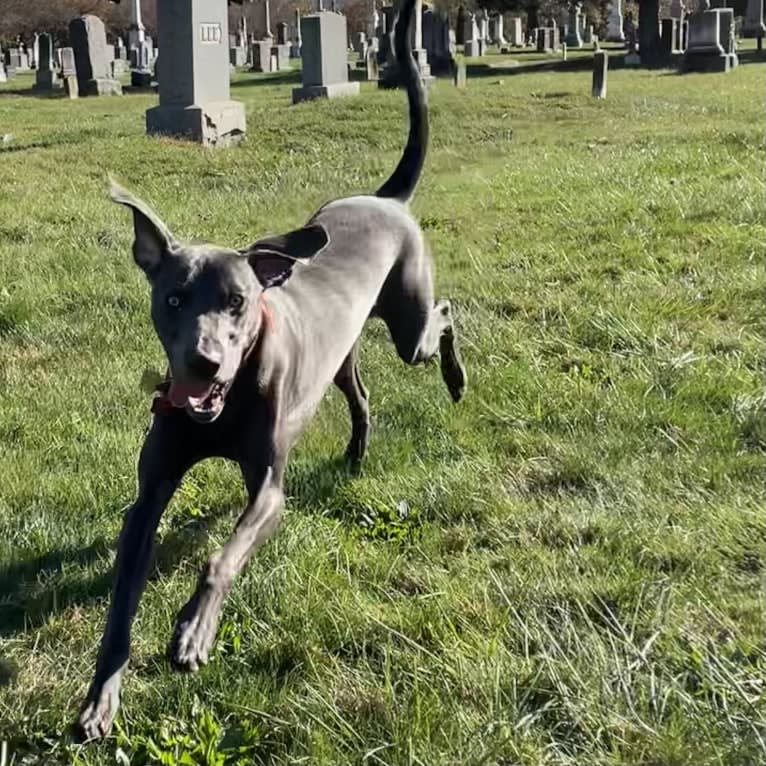 Remy, a Weimaraner tested with EmbarkVet.com