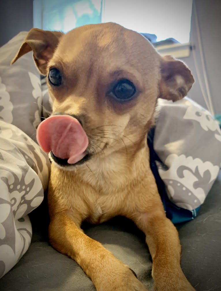Figgy Smallz, a Miniature Pinscher and Chihuahua mix tested with EmbarkVet.com