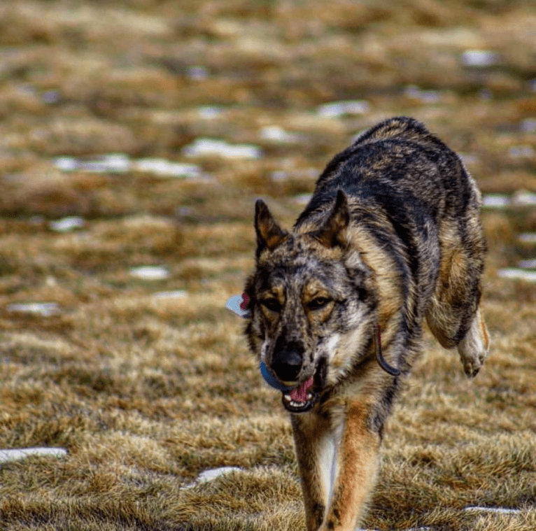 Riley, a German Shepherd Dog and Siberian Husky mix tested with EmbarkVet.com