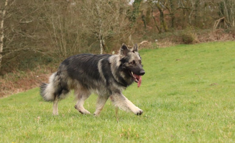 Siriüs, a German Shepherd Dog tested with EmbarkVet.com